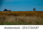 Agrarian crisis, stop rural credits concept. An abandoned farm and fields overgrown with weeds, useless land. A lonely tree. Feeling of desolation