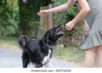 Agressive dog attacking a young caucasian woman. Black and white border collie biting a person. Defenseless girl getting bit by an untrained street dog. Scared dog bites at the park.  - Shutterstock ID 2029725635