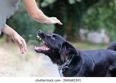 Agressive dog attacking a young caucasian woman. Black and white border collie biting a person. Defenseless girl getting bit by an untrained street dog. Scared dog bites at the park.  - Shutterstock ID 2045681591