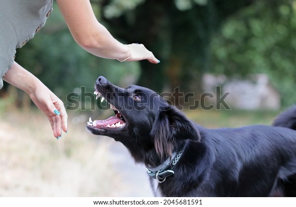 Agressive dog attacking a young caucasian woman. Black\
and white border collie biting a person. Defenseless girl getting\
bit by an untrained street dog. Scared dog bites at the park.\
