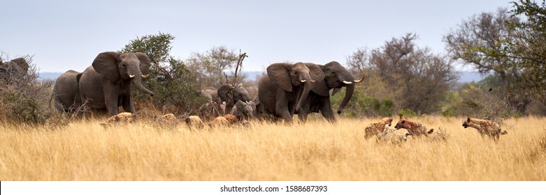 Agressive Herd Of Elephants Charging Into A Pack Of Hyenas             