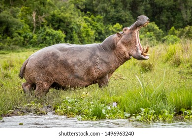 Agressive Hippo His Mouth Open Murchison Stock Photo 1496963240 ...