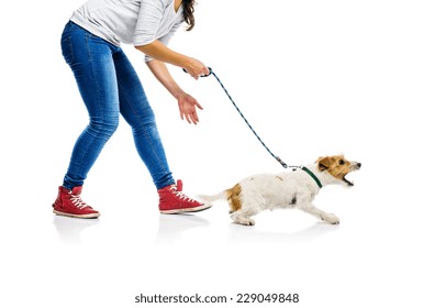 Agressive parson russell terrier dog barking on lead on walk with his owner, isolated on white background