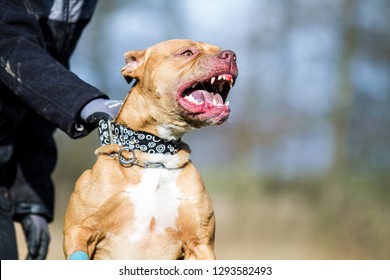 Agressive pitbull terrier