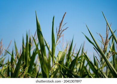 bretagne bilder stockfotos und vektorgrafiken shutterstock