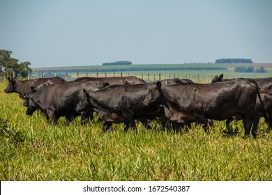 Agribusiness - Brangus Black Cattle, In Natural Pasture, Angus Cattle, Highly Genetic Bulls In Brazil - Livestock