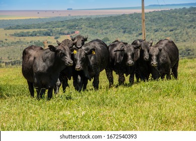 Agribusiness - Brangus Black Cattle, In Natural Pasture, Angus Cattle, Highly Genetic Bulls In Brazil - Livestock