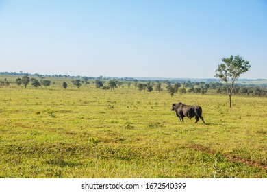 Agribusiness - Brangus Black Cattle, In Natural Pasture, Angus Cattle, Highly Genetic Bulls In Brazil - Livestock