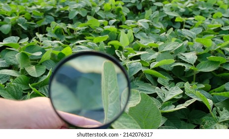 Agribusiness - checking the growth of soybeans. Close-up video of soybeans, green soybean field. - Shutterstock ID 2142076317