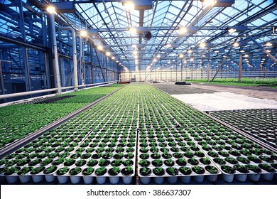 Agribusiness Greenhouse Seedling Spring