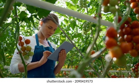 Agribusiness owner checking tomatoes quality with technological tablet in farm. Woman agricultural scientist analysing vegetables harvest on plantation. Smart farming technological cultivation concept - Powered by Shutterstock