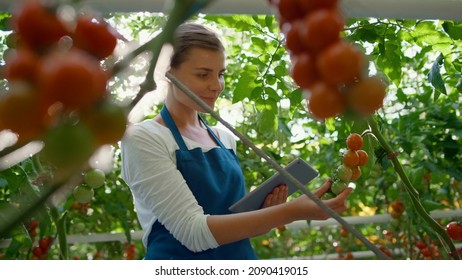 Agribusiness owner inspecting greenhouse with tablet collecting cultivation data. Portrait woman agrarian specialist monitoring plantation of tomatoes. Digital farming organic vegetables concept
