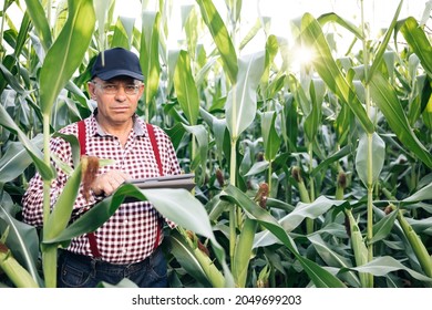 Agribusiness technology in the field ipad agricultural control precision agriculture Farmer ipad in cultivated corn field, applying modern technology in agricultural activity - Shutterstock ID 2049699203