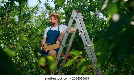 Agribusiness Worker Holding Box Of Cherry Sunny Countryside Plantation Smiling. Joyful Man Farmer Growing Berry Trees On Big Organic Impressive Farm. Rustic Food, Organic Vitamin Horticulture Concept