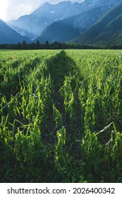 Agricaltural Corn Field Damaged By A Hail Storm Caused By More Extreme Weather Situations Due To Climate Change, Austria