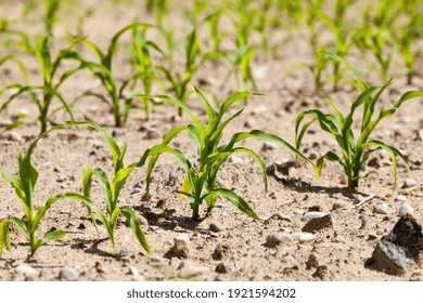 Agricultural Activities Related To The Cultivation Of Sweet Corn, Farming And Tillage To Produce A High Yield Of Maize Corn And Food, Closeup