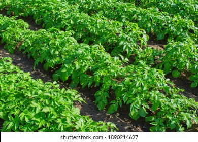 Agricultural activities. Rows of green potato bushes. Potato field. - Shutterstock ID 1890214627