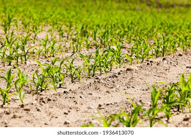 Agricultural Activity Related To The Cultivation Of Sweet Corn, Farming And Tillage To Produce A High Yield Of Corn, Which Is Used For Food And Feed For Livestock, Closeup