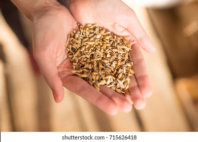 Agricultural Animal Feed In Hands