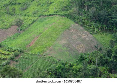 Agricultural Area On The Hill Or Highland In Thailand. Land Use Was Deforestation Which Cause Of Soil Erosion.