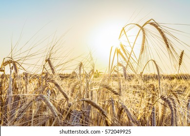Agricultural background with ripe spikelets of rye in the golden rays of the low sun backlight. Beautiful nature sunset. Rural scene with limited depth of field. - Shutterstock ID 572049925