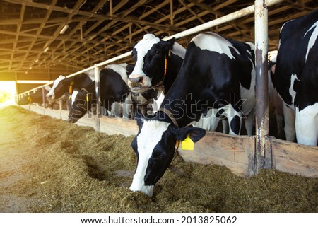 Agricultural concept, diary cows eating a hay in modern free livestock stall or cowshed for distibution of milk, animal and food concept