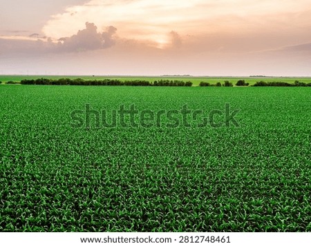 Agricultural cornfield growing under a dramatic sunset sky in a rural landscape
