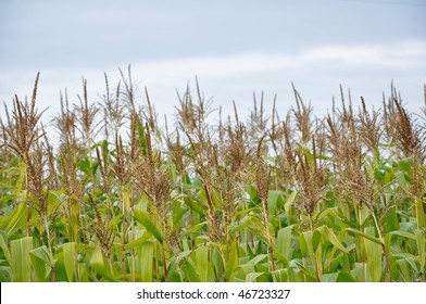 Agricultural Crops