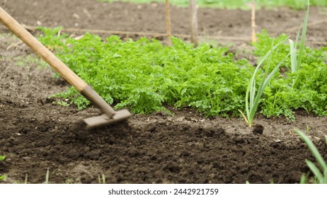 agricultural cultivation, rake garden tool, soil preparation gardening, caring for farmland, fertile soil tilling, earth maintenance, sustainable agriculture practices, organic farming soil, soil - Powered by Shutterstock