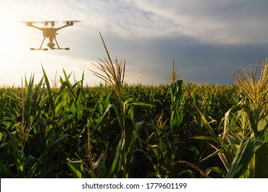 Agricultural Drone Flies Over The Corn Field. Smart Farming And Precision Agriculture