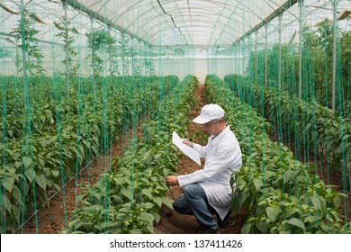 agricultural engineer in green house for quality control