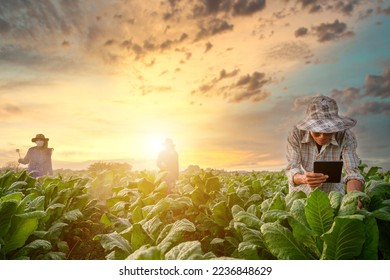agricultural farmer holding tablet They use tablets to digitally control their agricultural systems and yield quality in their own tobacco fields against the backdrop of evening light. - Shutterstock ID 2236848629