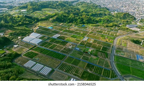 Agricultural Field Aerial View. Orchard. Farm. Plantation.