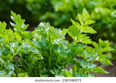 Agricultural field of celery plant. Green celery plant close-up. Harvest season, California
