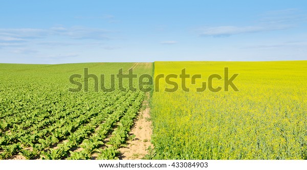 Agricultural field divided in half with the\
sowing of fodder plants. Rows of green seedlings and blooming\
rapeseed in\
perspective.