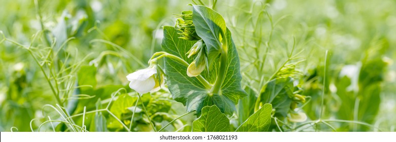 Agricultural field with flowering peas.  Gardening background with green plants. White pea flowers in plantation field, banner