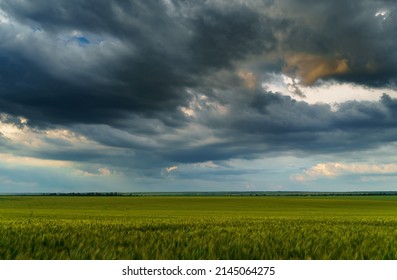 agricultural field with green wheat sprouts, dramatic spring landscape on cloudy day, overcast sky as background