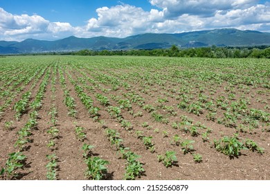 Agricultural field of green young unflowered sunflower plant in sunny day. A loose plowed soil without weeds. Balkan mountain at background. Agricultural concept. Selective focus