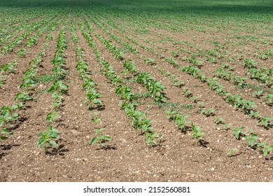Agricultural field of green young unflowered sunflower plants in sunny day. A loose plowed soil without weeds. Endless rows. Agricultural concept. Selective focus