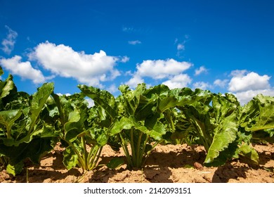 agricultural field with growing sugar beet for the production of sugar, green tops of unripe sugar beet in a European country