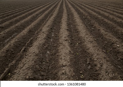 Agricultural Field, Jersey, U.K. Abstract Patterns In Healthy Soil For Potatoes.