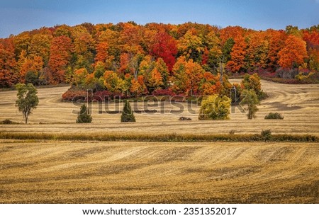 Agricultural field near the autumn forest. Autumn countryside landscape. Farmland field in autumn. Autumn forest background