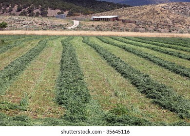 Agricultural field on a farm of cut alfalfa in rows. Green fields being harvested for animal feed.  Late summer harvest outside. Nature and agriculture farming.