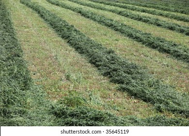 Agricultural field on a farm of cut alfalfa in rows, close. Green fields being harvested for animal feed.  Late summer harvest outside. Nature and agriculture farming.