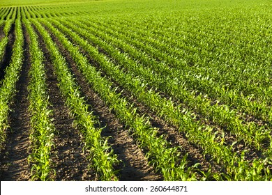 45,246 Corn plantation Images, Stock Photos & Vectors | Shutterstock