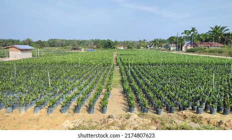 ladang kelapa sawit in english