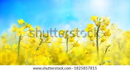 Agricultural field with rapeseed plants. Oilseed, canola, colza. Blooming canola in strong sunlight early morning. Nature background. Macro photo.