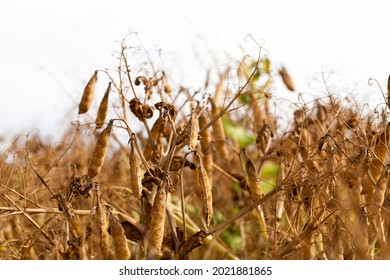 An Agricultural Field With A Ripe Crop Of Peas, Pea Plants Have Turned Yellow And Dried Up