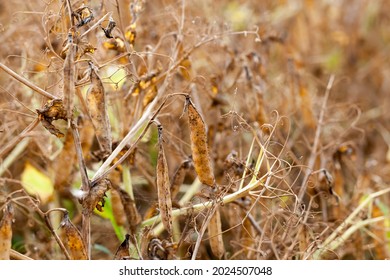 An Agricultural Field With A Ripe Crop Of Yellow Peas, Pea Plants Have Turned Yellow And Dried Up And Are Ready For Harvesting