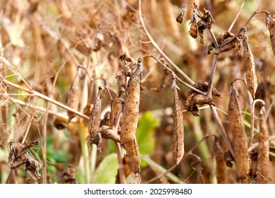 An Agricultural Field With A Ripe Crop Of Yellow Peas, Pea Plants Have Turned Yellow And Dried Up And Are Ready For Harvesting